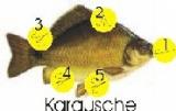 Karausche 1.jpg