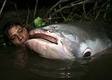  cambodian-man-and-mekong-giant-catfish-p
 angasianodon-gigas-tonle-sap-river-cambo
dia-nov-13-2007.jpg