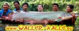 großer Arapaima.jpg